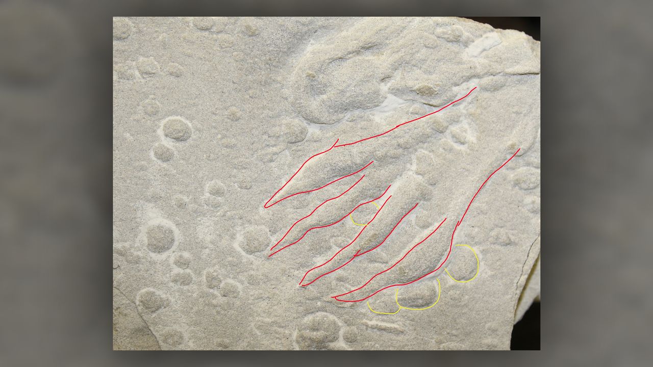 The fossilized footprint of a pterosaur (in red) on top of raindrop impressions (yellow), showing that the winged reptile walked on top of raindrop marks.