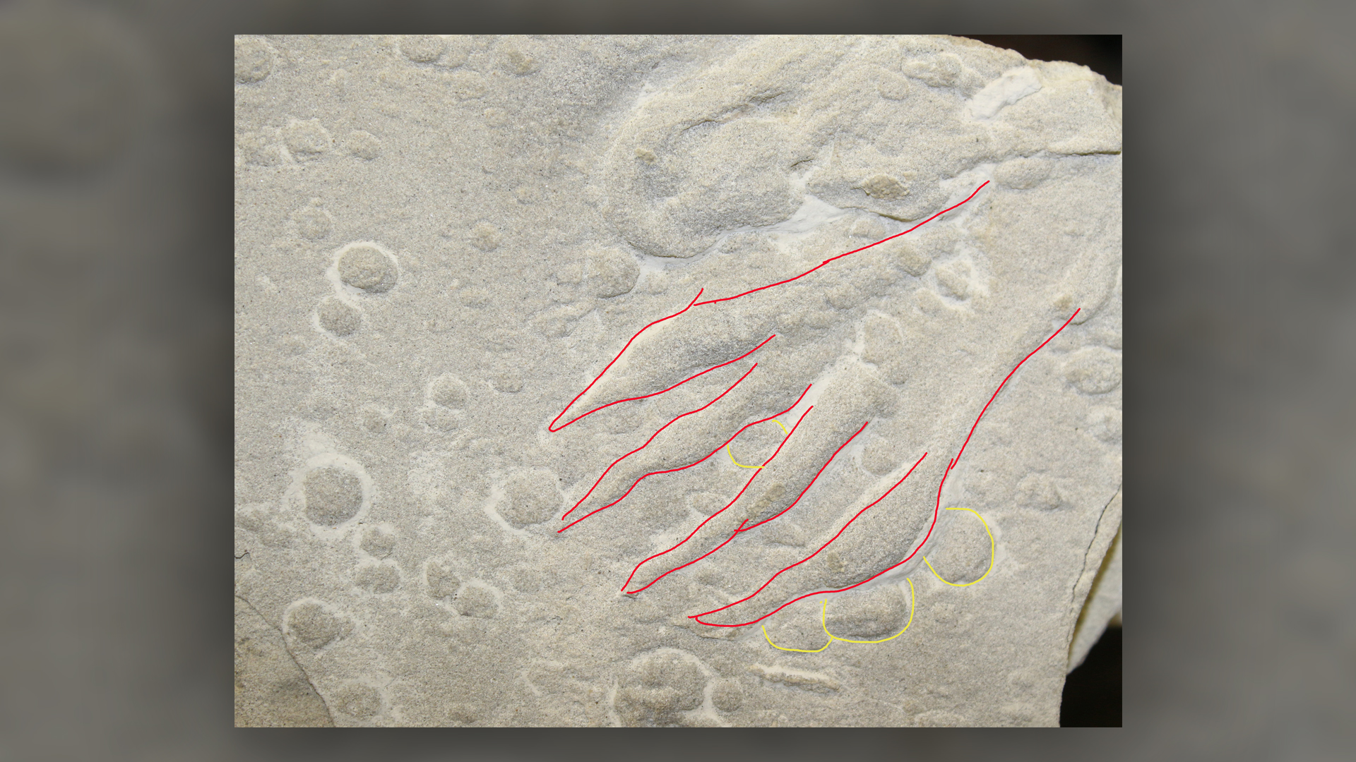 The fossilized footprint of a pterosaur (in red) on top of raindrop impressions (yellow), showing that the winged reptile walked on top of raindrop marks.