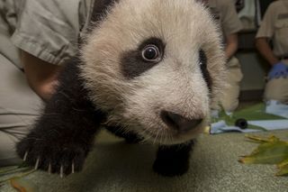 giant panda cub, cute baby animals