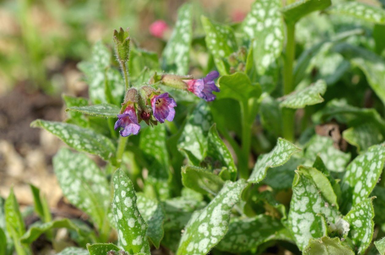 Purple Flowered Shade Plants