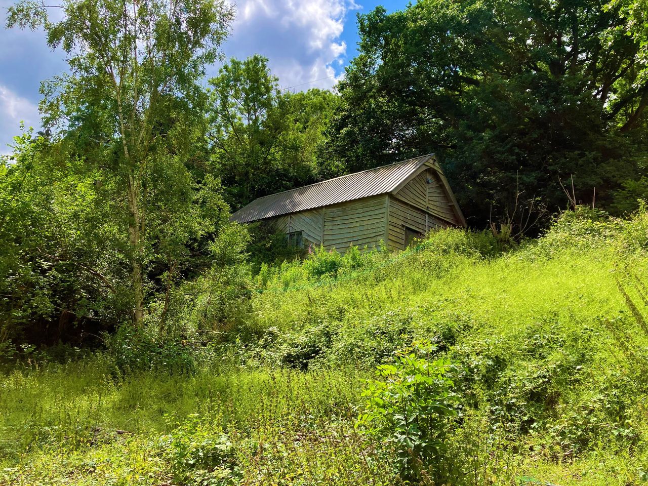 A shed surrounded by overgrown weeds