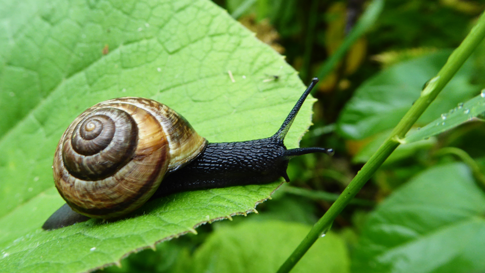 Snail on leaf in garden