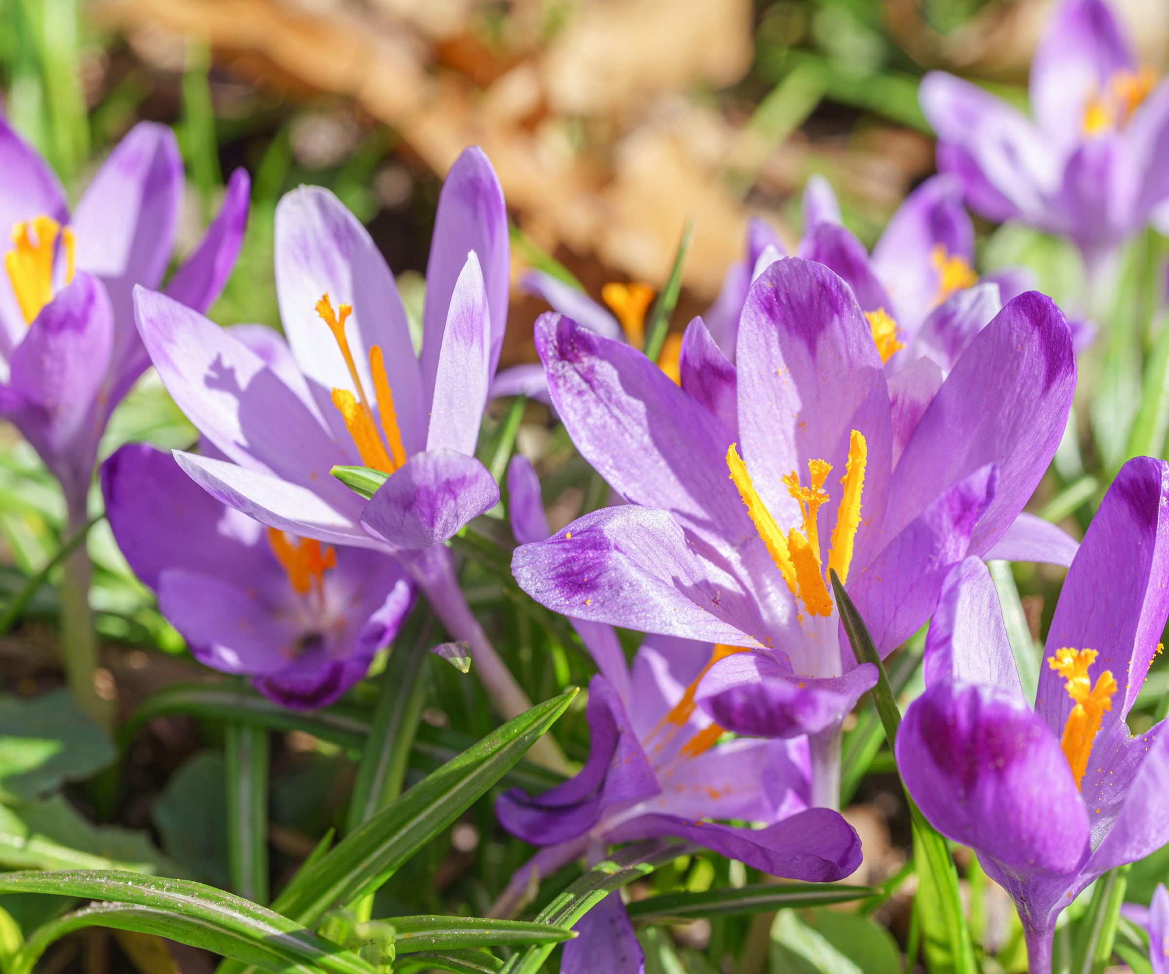 Crocus