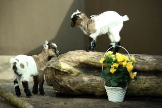 Twin African pygmy goat kids investigate their present for their mum