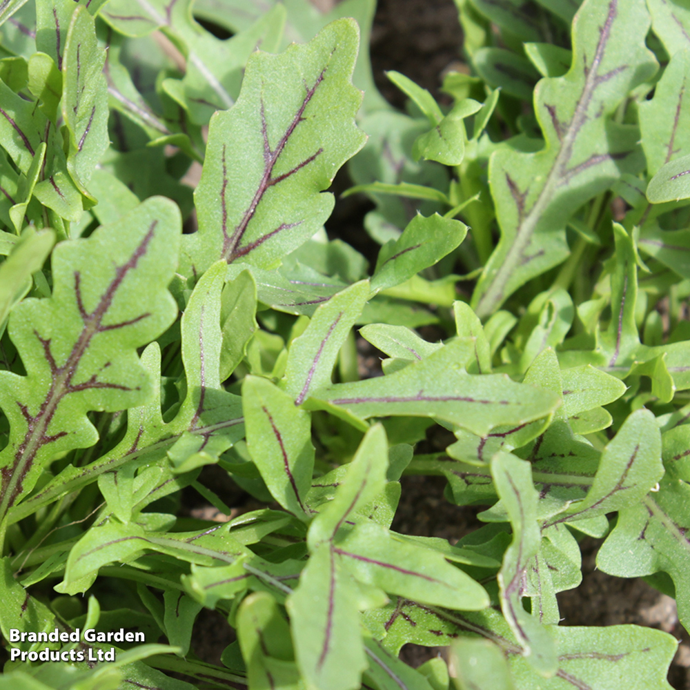 Wild Rocket 'dragons Fire' - Herb Seeds