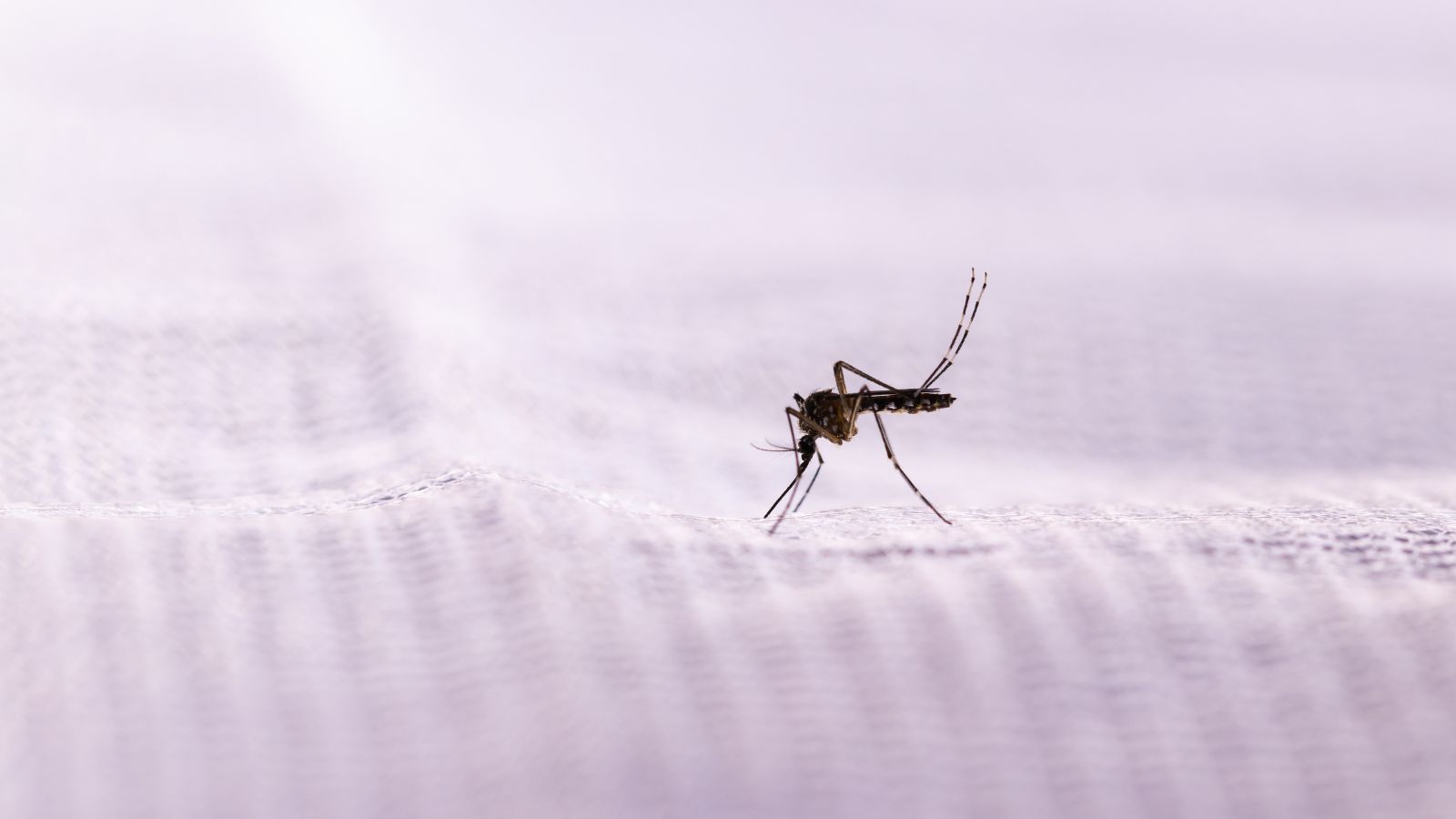 Do dryer sheets repel mosquitos? Pest experts deliberate Homes & Gardens
