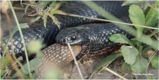 Red-bellied black snake eats brown snake