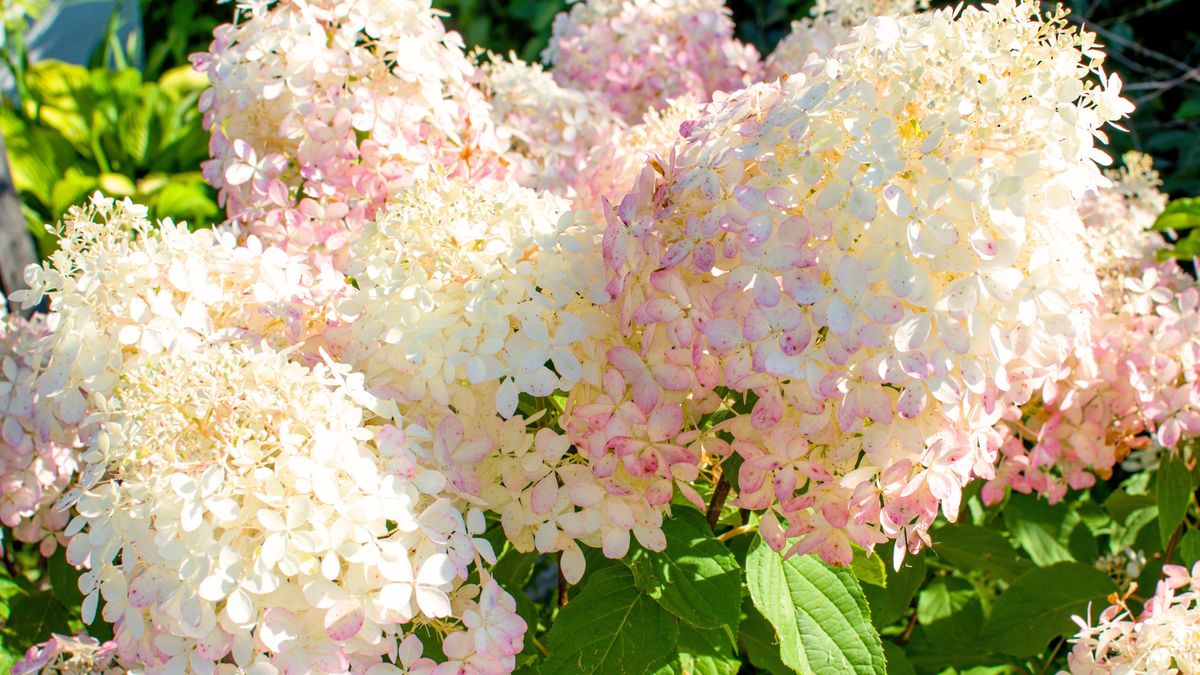 Comment faire pousser des hortensias vanille fraise 