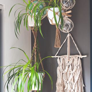 Macrame hanging plants