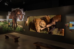 Clarity Matrix Video Wall Creates Memorable Experience at National Geographic Museum Exhibit