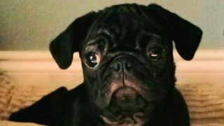 Woman throws dog off balcony - image of Bucky the Pug