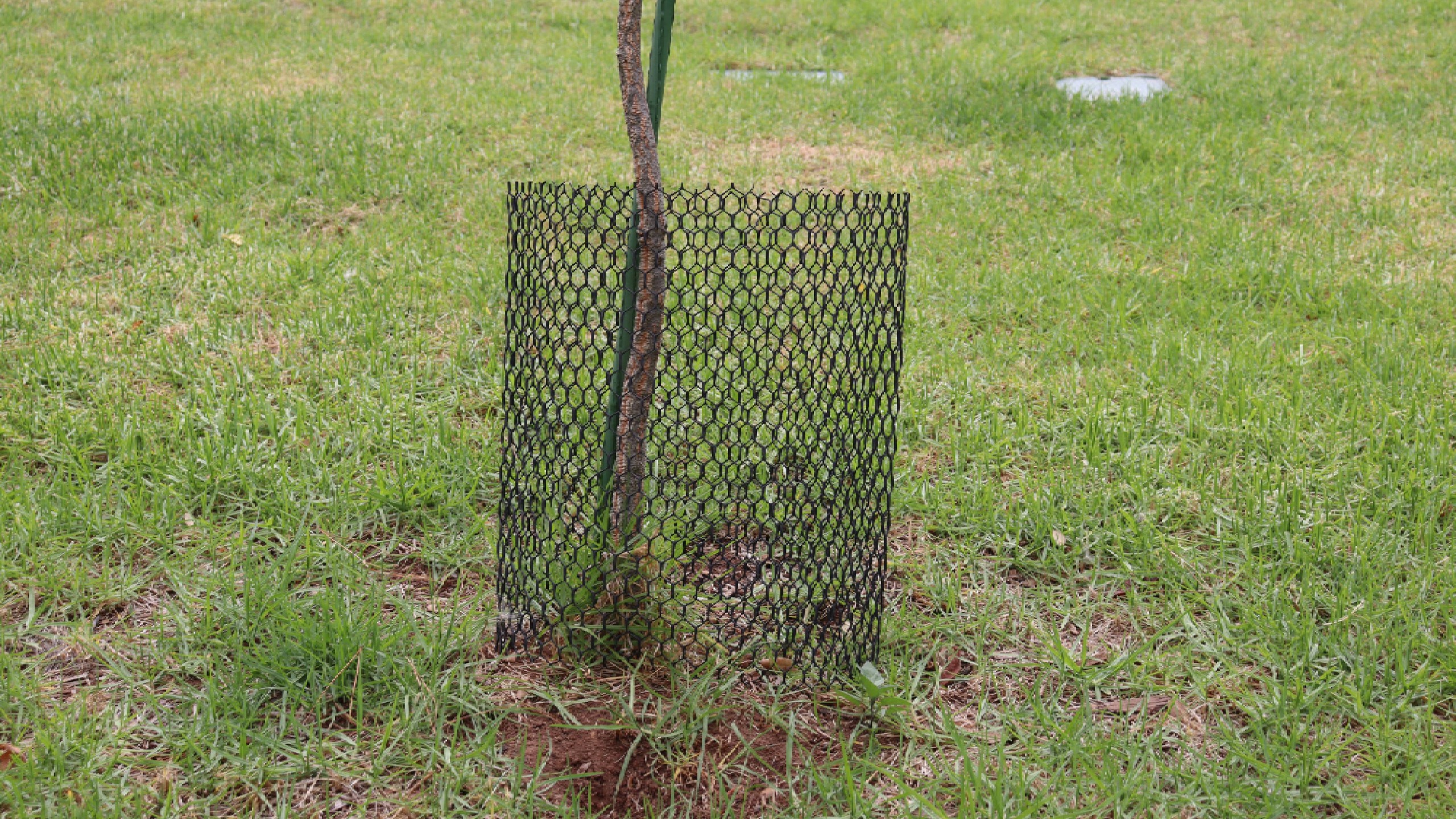 Protective mesh around planted young tree trunk