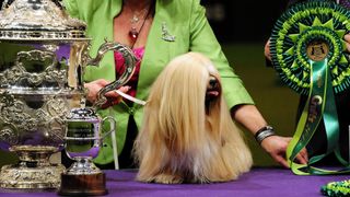 Lhasa apso dog winning prizes