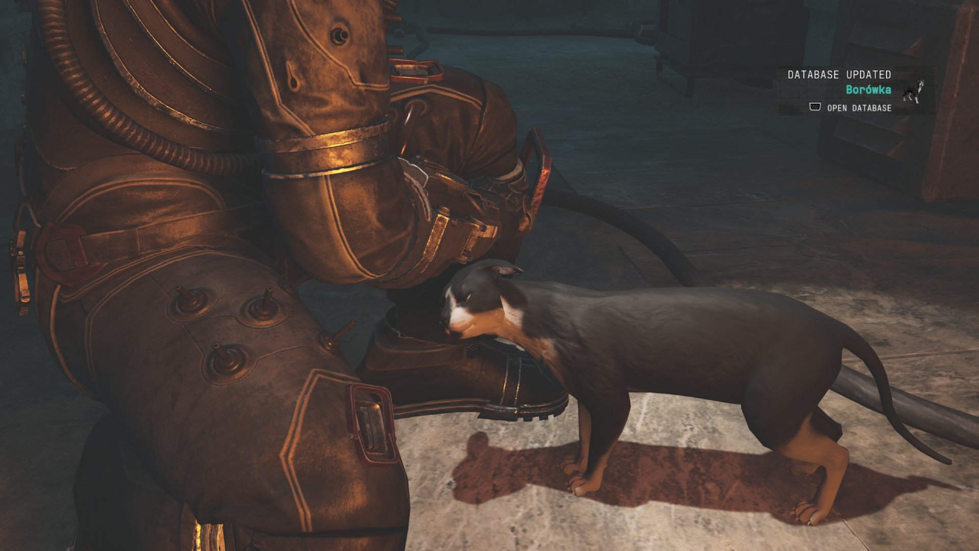 Petting a black and white cat.