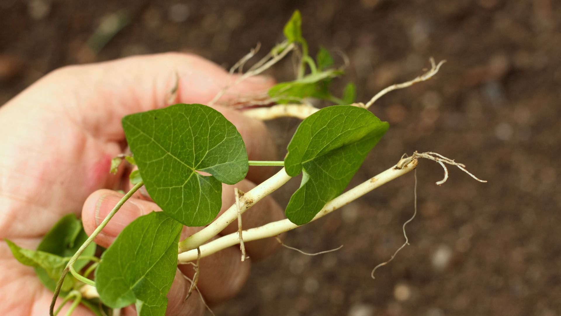 picture of gardener with pulled up bindweed in hand