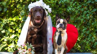 Labrador and boston terrier marriage