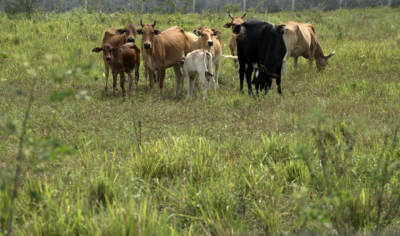 Cows. 