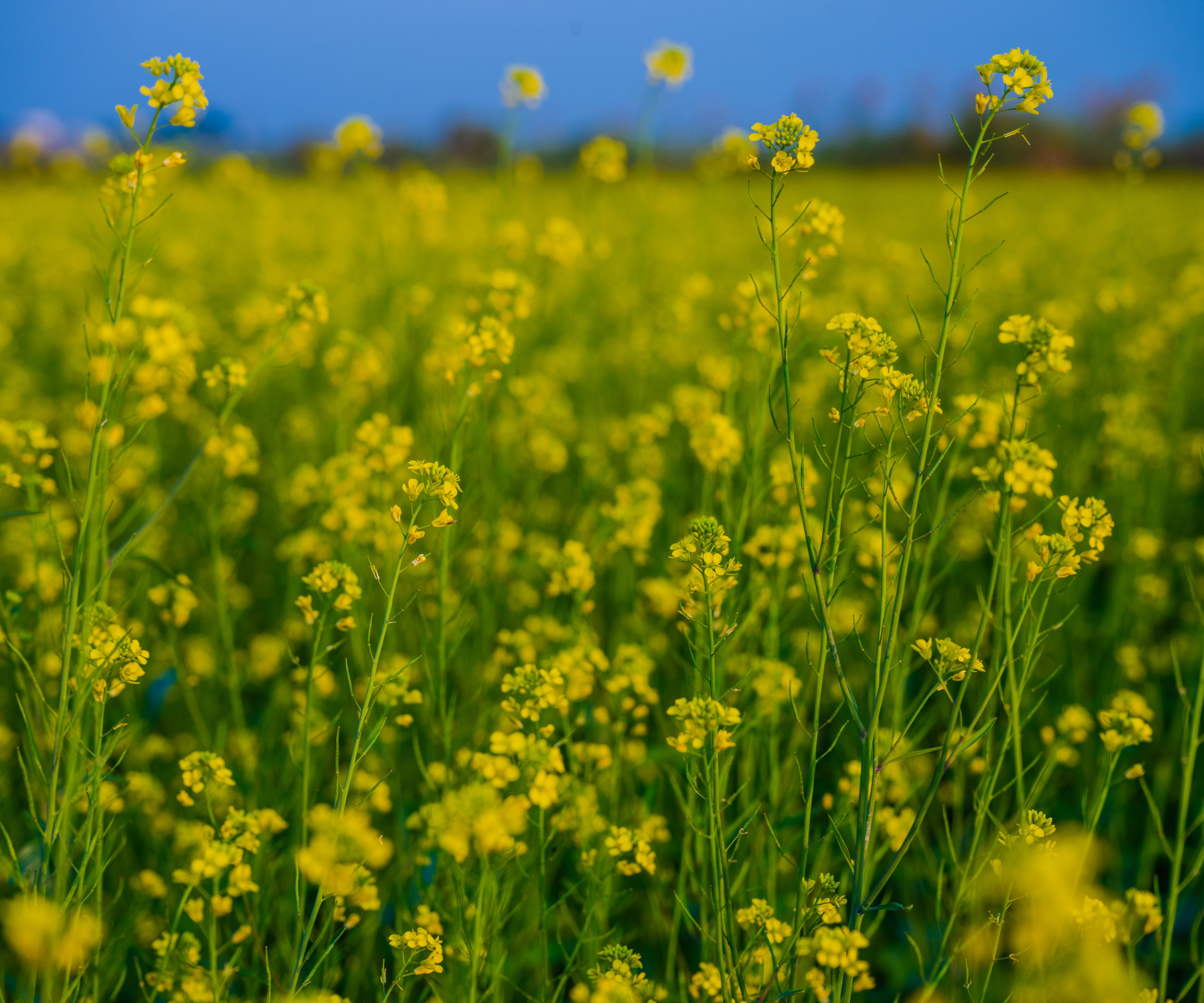A field of mustard plants with yellow flowers