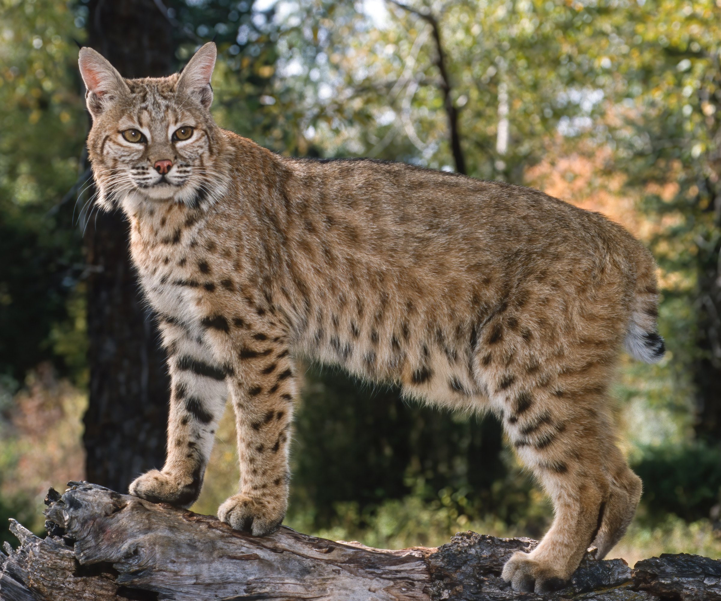 The bobcat (Lynx rufus), also known as the red lynx, is a medium-sized cat native to North America.