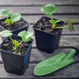 Pre-grown seedlings of hollyhocks (Alcea) in plant pots and a shovel on a rustic wooden garden table in the nursery