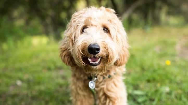 Labradoodle