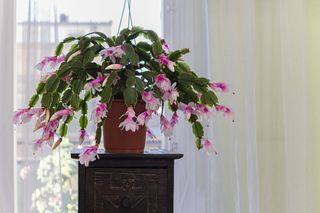 A christmas cactus houseplant on a pedestal