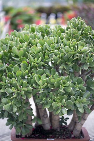 A close-up of a jade bonsai