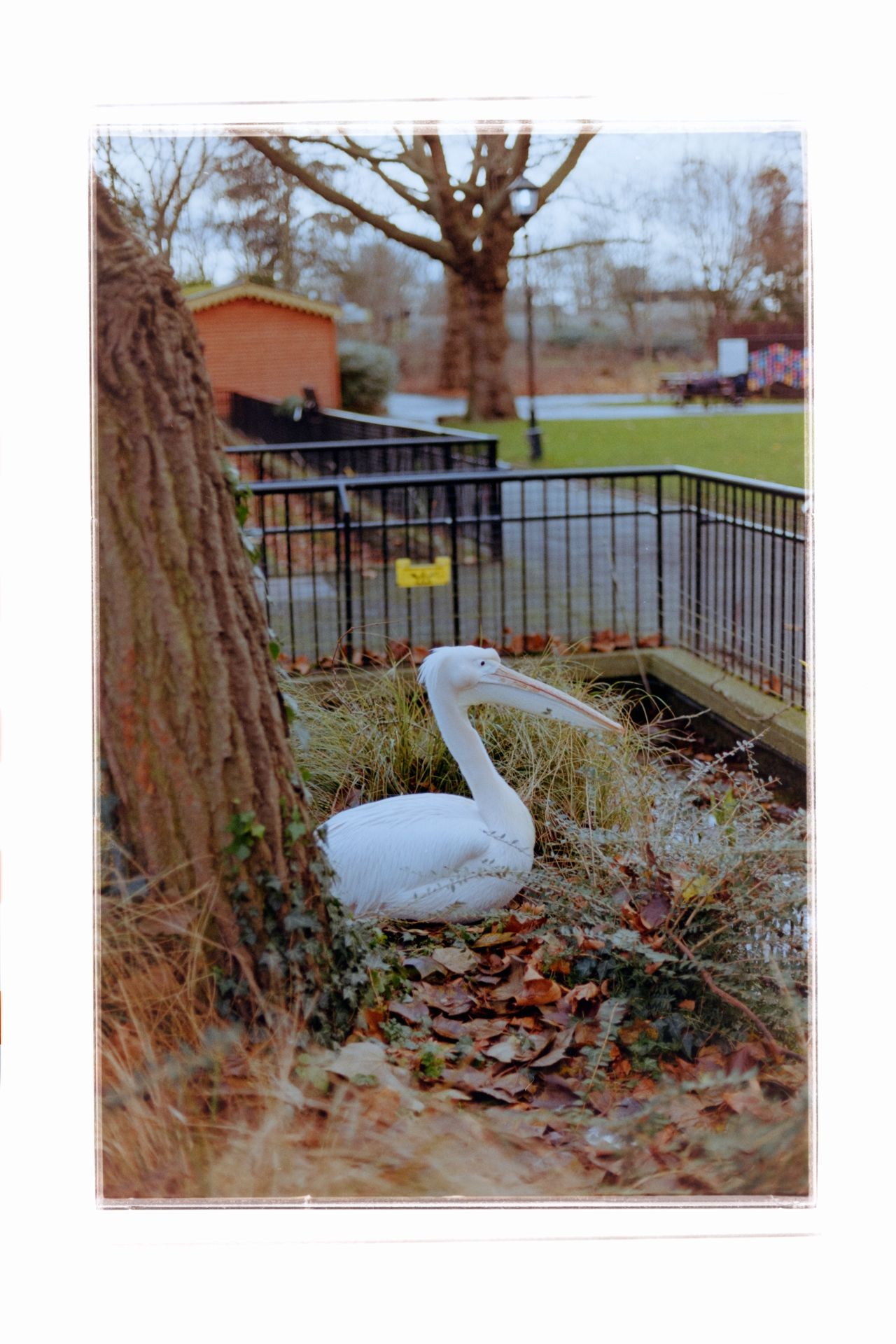 A pelican sitting in front of a tree in a park