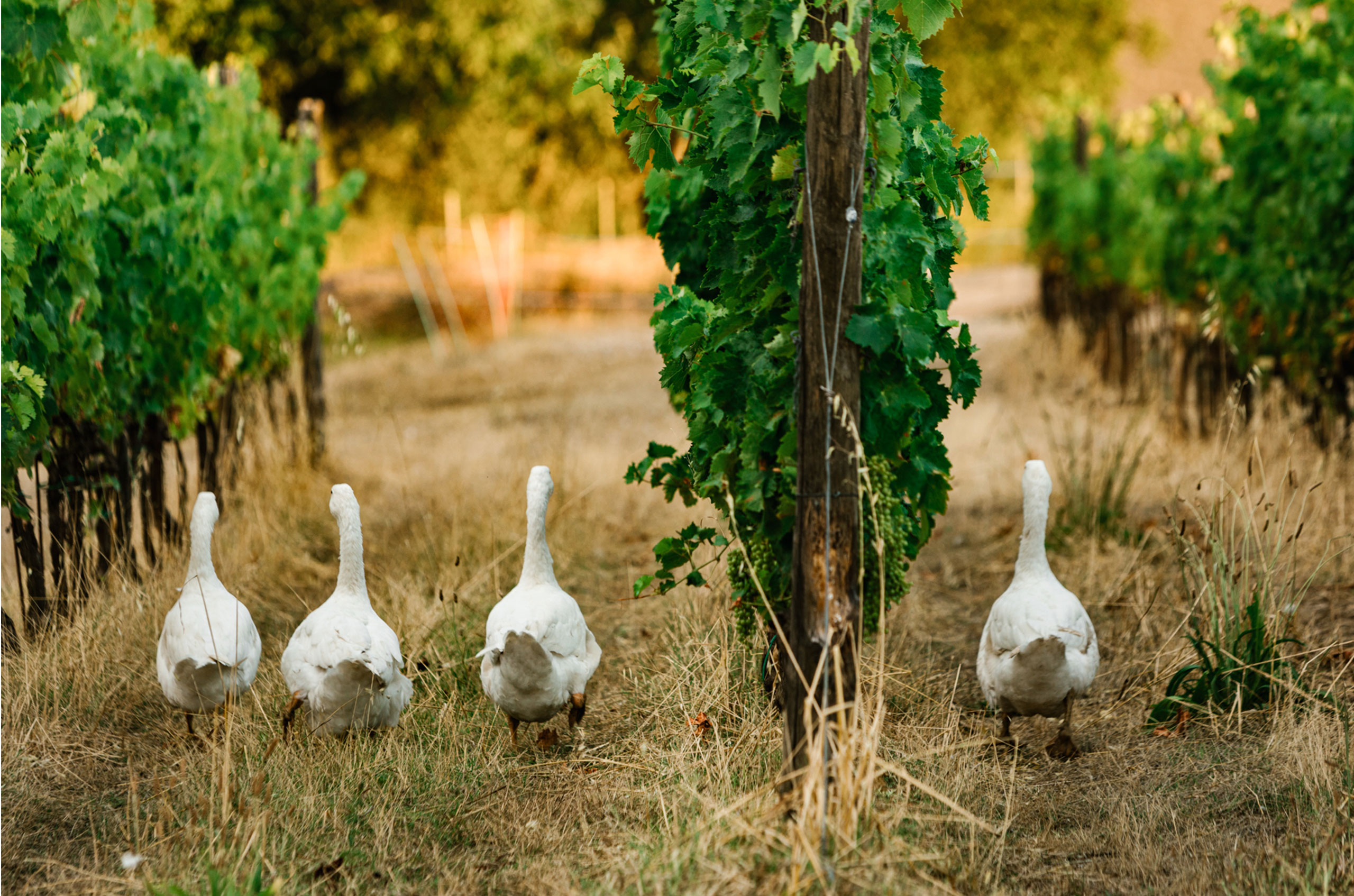 Geese in the Avignonesi vineyards.