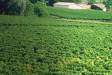 Chateau Tourans, St Emilion