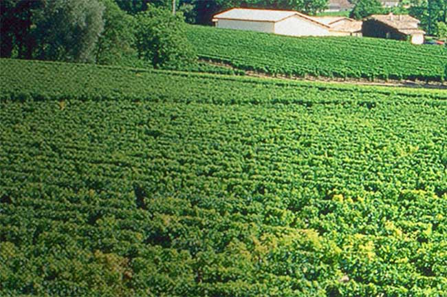 Chateau Tourans, St Emilion