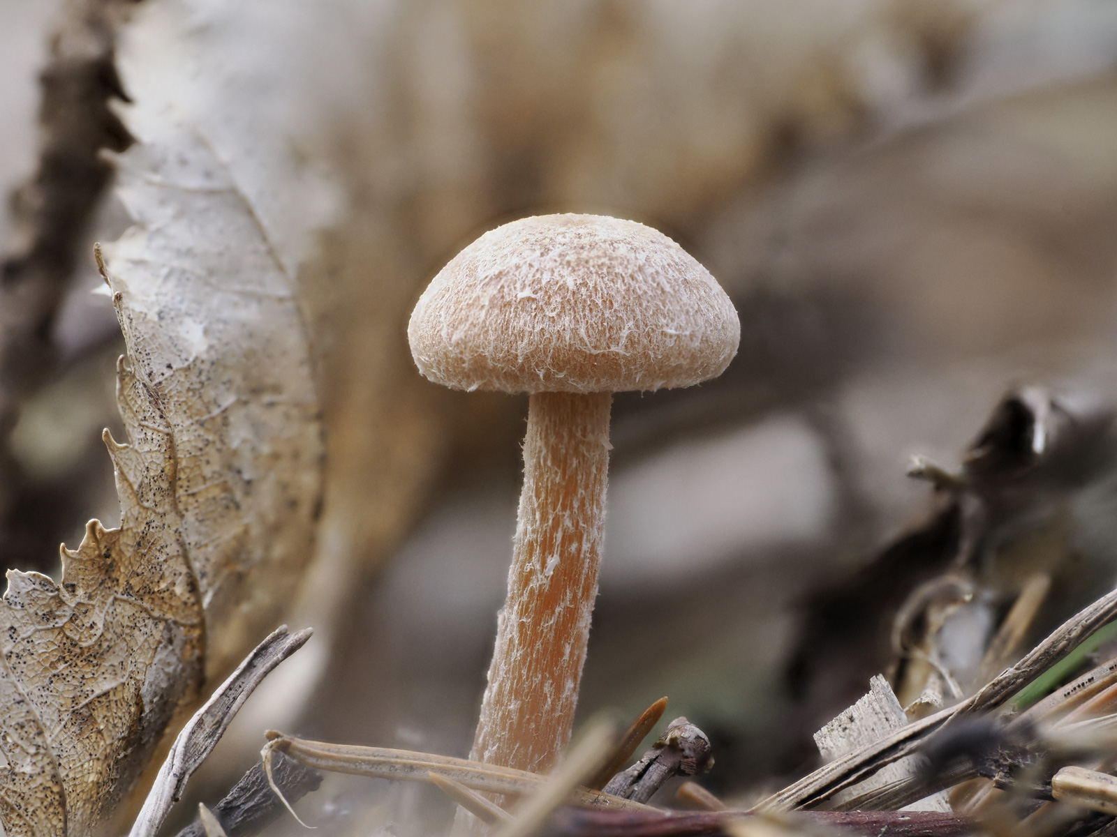 Macro photo of a mushroom even light