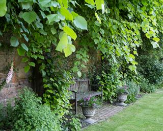 Garden wall ideas covered in ivy and climbing plants, with a wooden bench and stone planters in the middle.