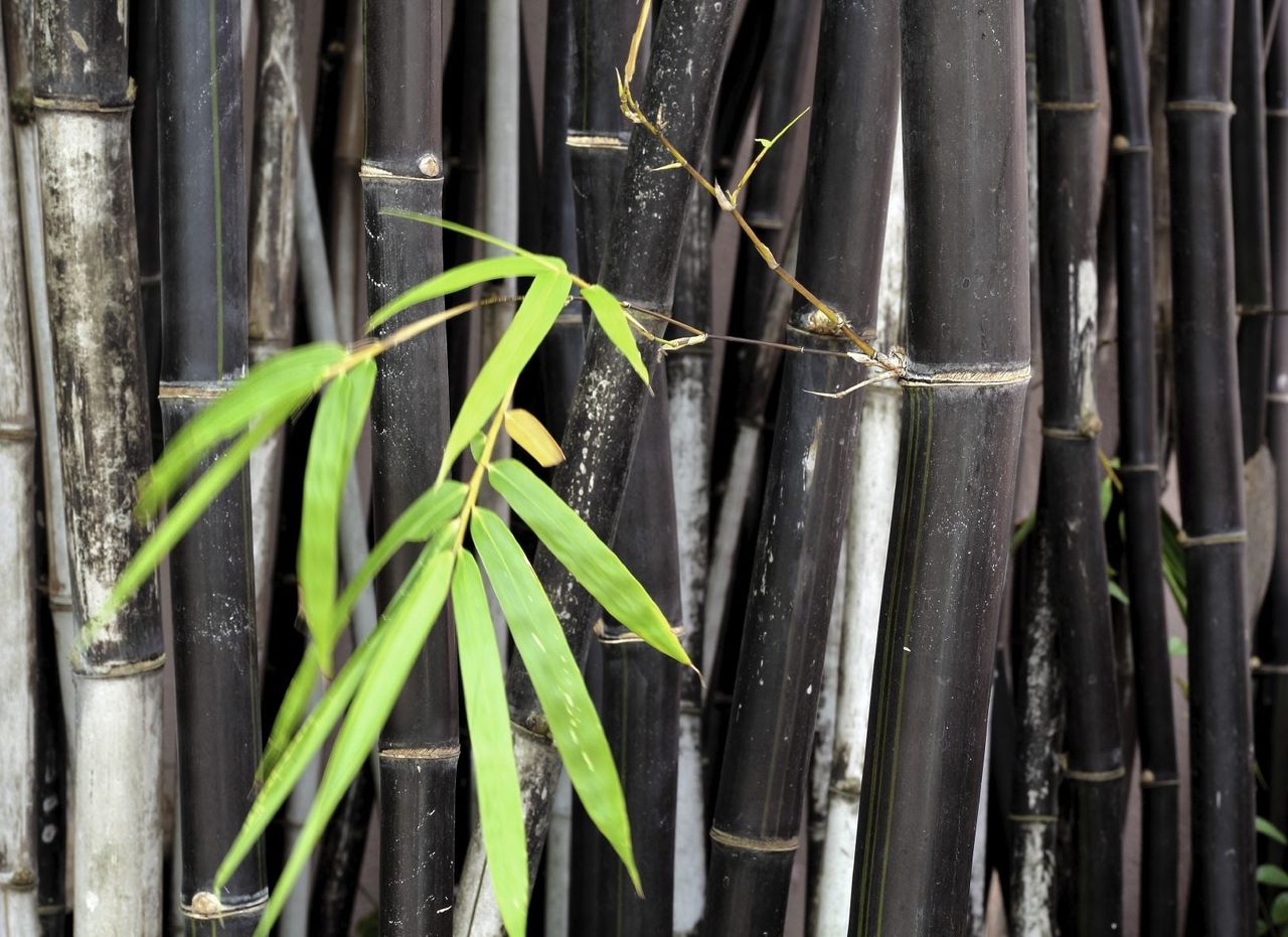 Black Bamboo Plant