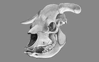 The shortened skull of the Niata cow intrigued naturalist Charles Darwin, who speculated about the animals' biology after glimpsing them in Argentina.