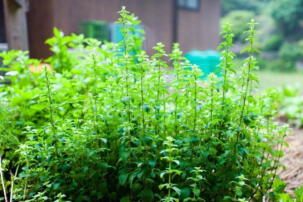 Oregano In The Garden