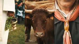 Cows.