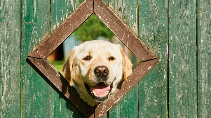 backyard ideas for dogs