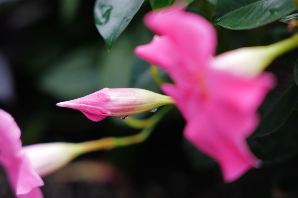 A sample image shot with the Leica Vario-Elmarit-SL 28-70mm f/2.8
