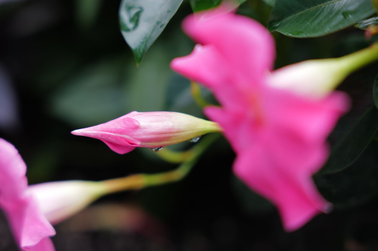 A sample image shot with the Leica Vario-Elmarit-SL 28-70mm f/2.8