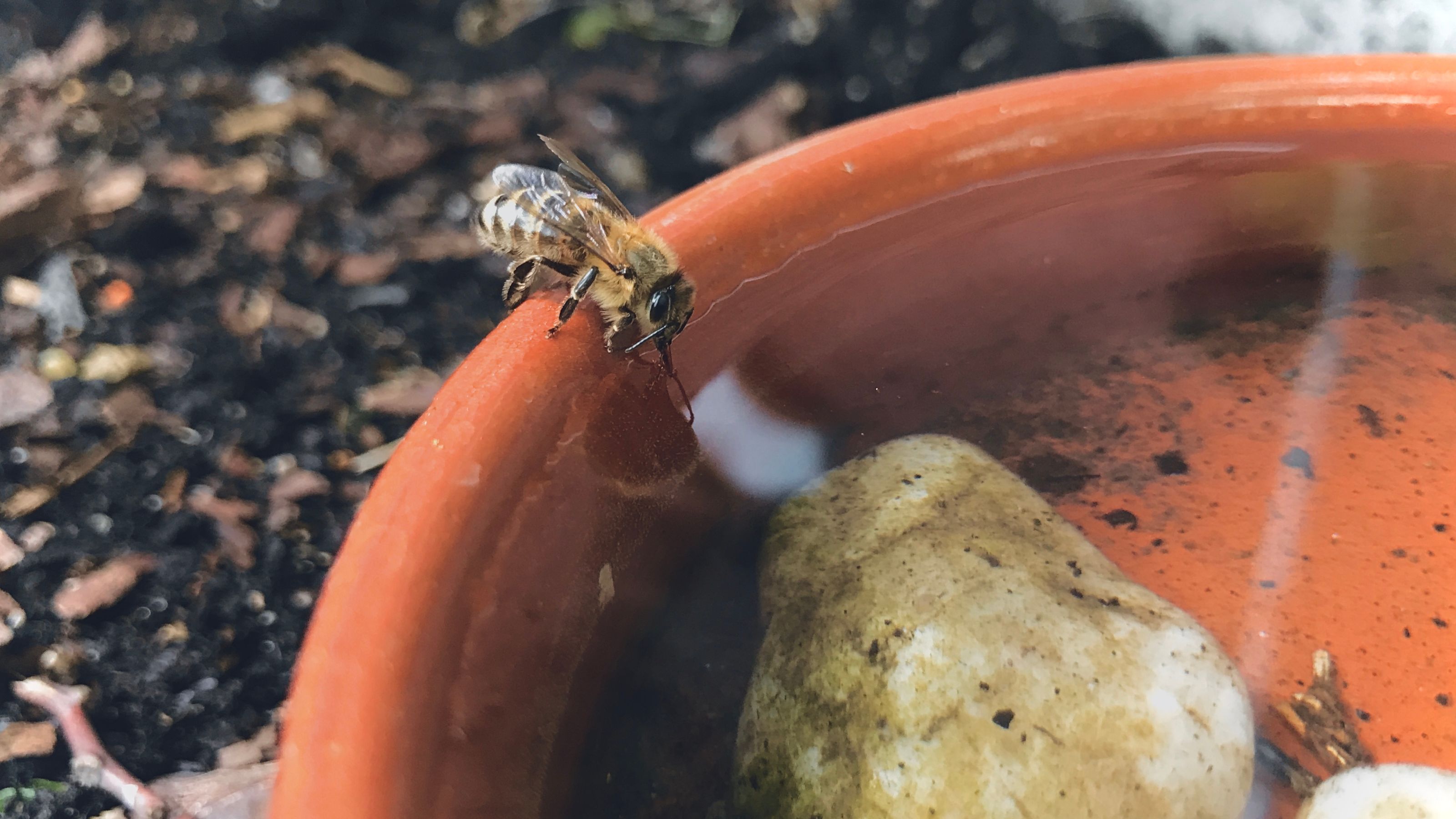 Bee drinking from a terracotta bee water station