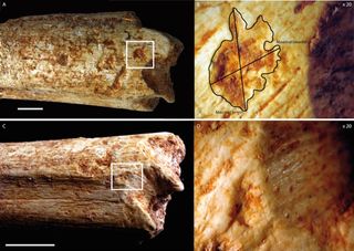 Hominin femur