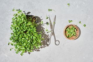 How to grow microgreens - do microgreens regrow after cutting?
