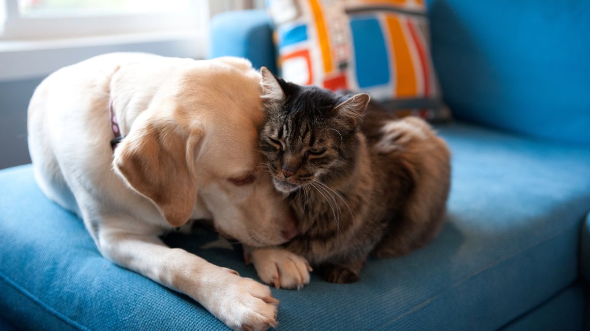 Yellow Labrador Retriever and Maine Coon cat cuddling together on a blue couch