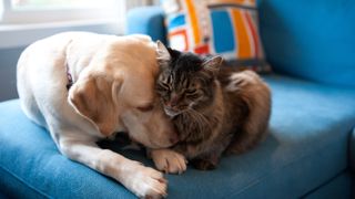 Yellow Labrador Retriever and Maine Coon cat cuddling together on a blue couch