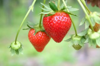 in companion planting for strawberries