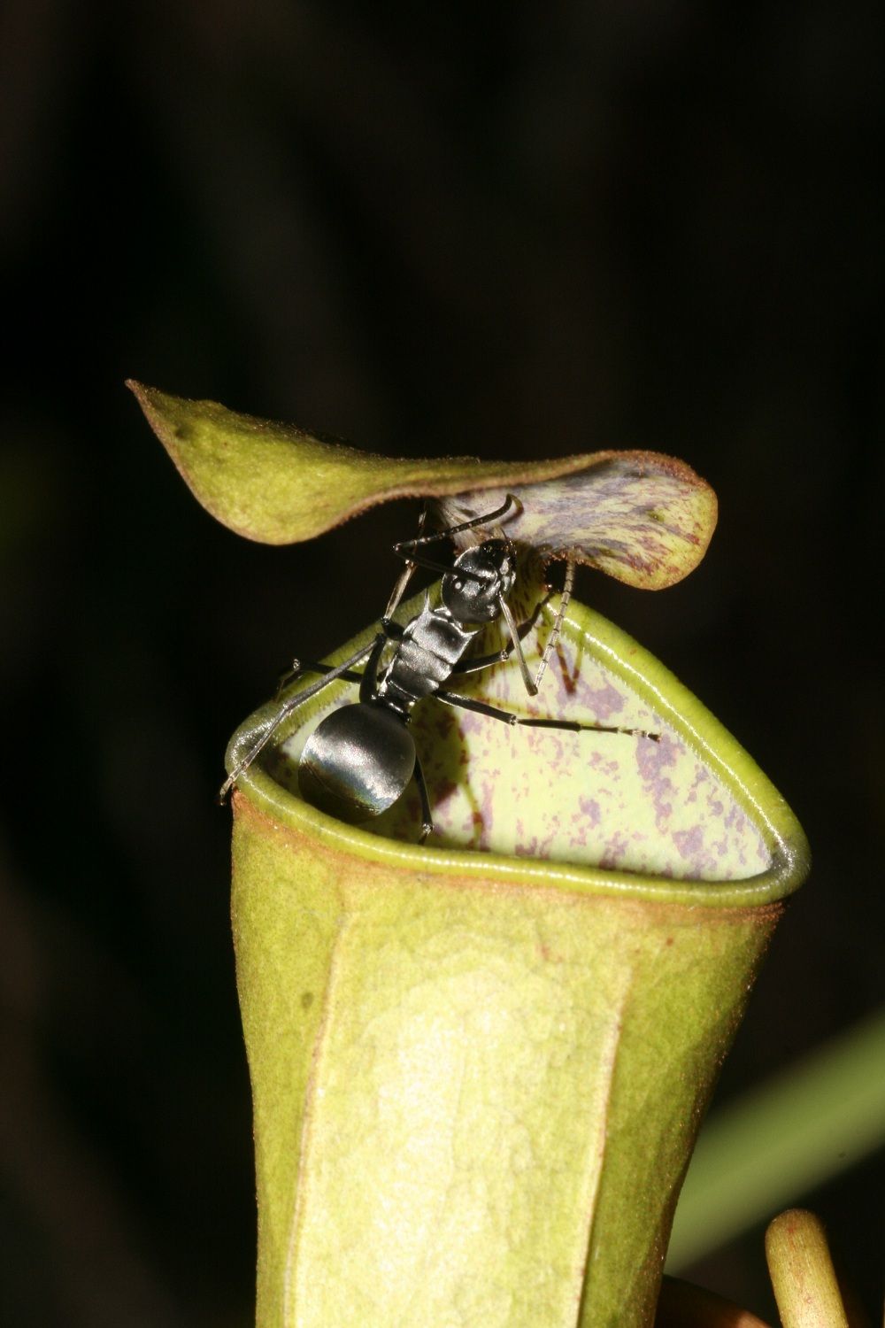 carnivorous plant s rain powered catapult flips ants for food live science carnivorous plant s rain powered