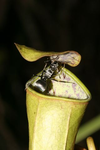 Ant on a pitcher plant. 