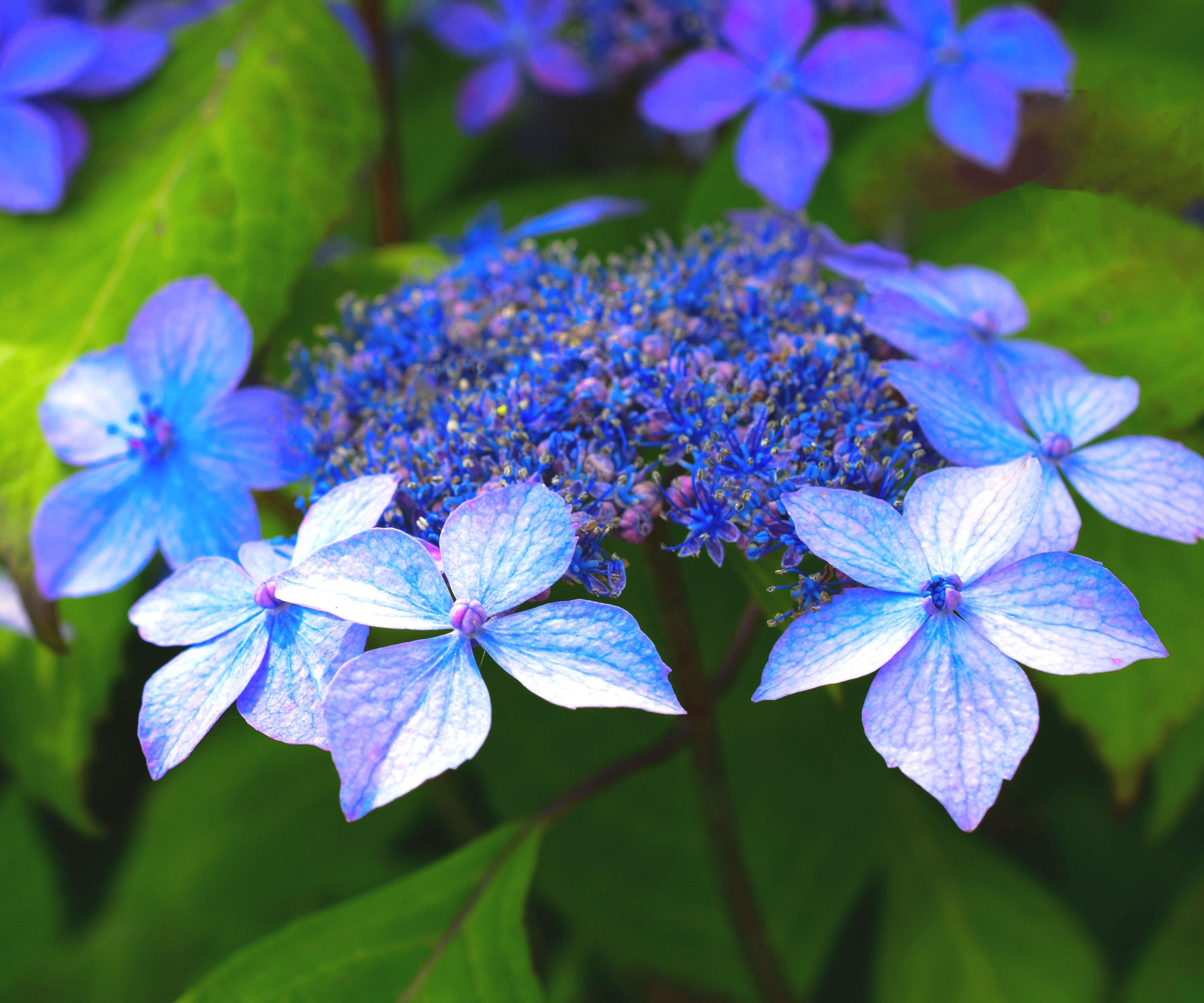 blue hydrangea Tuff Stuff in bloom