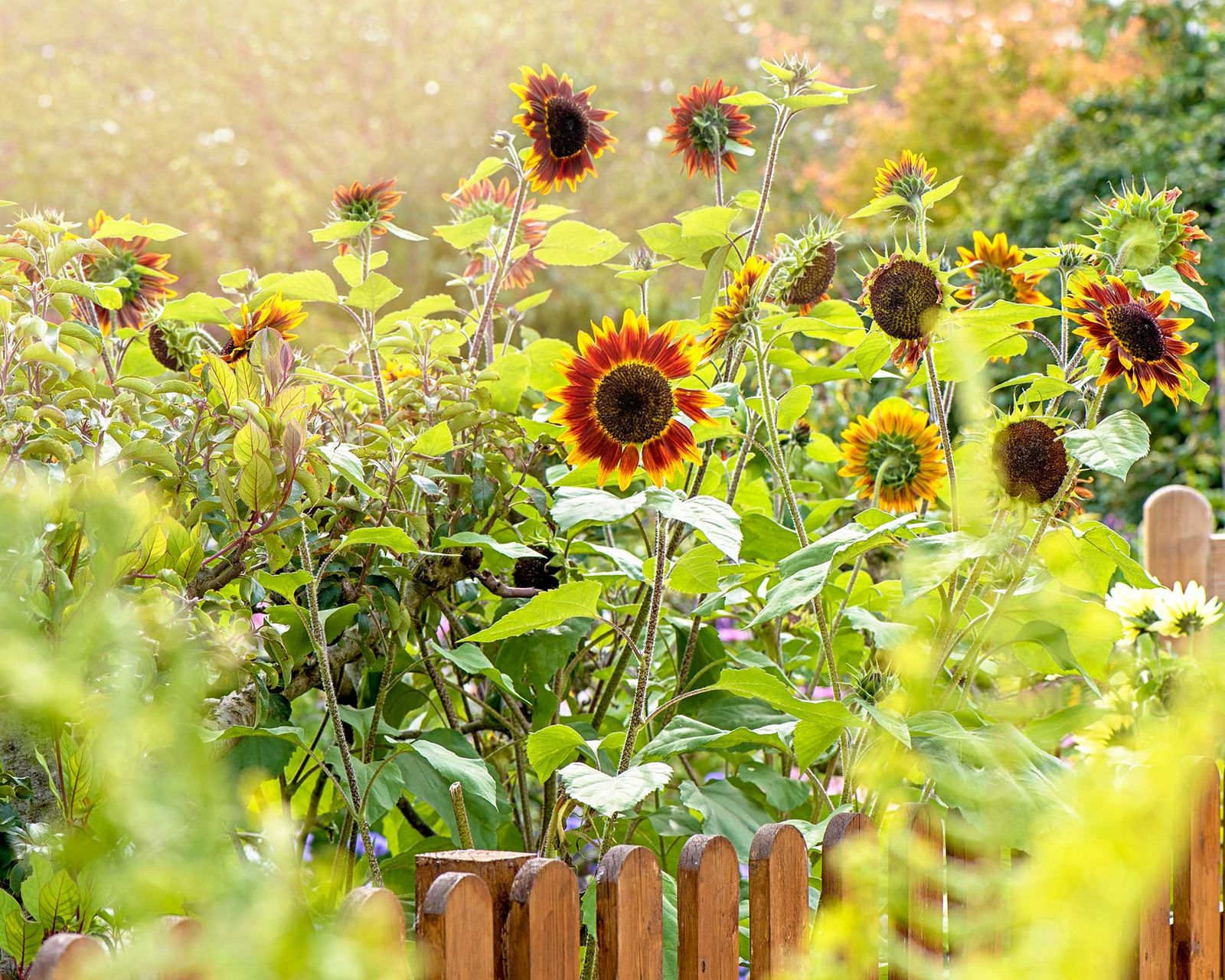 How to grow sunflowers top tips on planting and caring for these summer beauties Gardeningetc